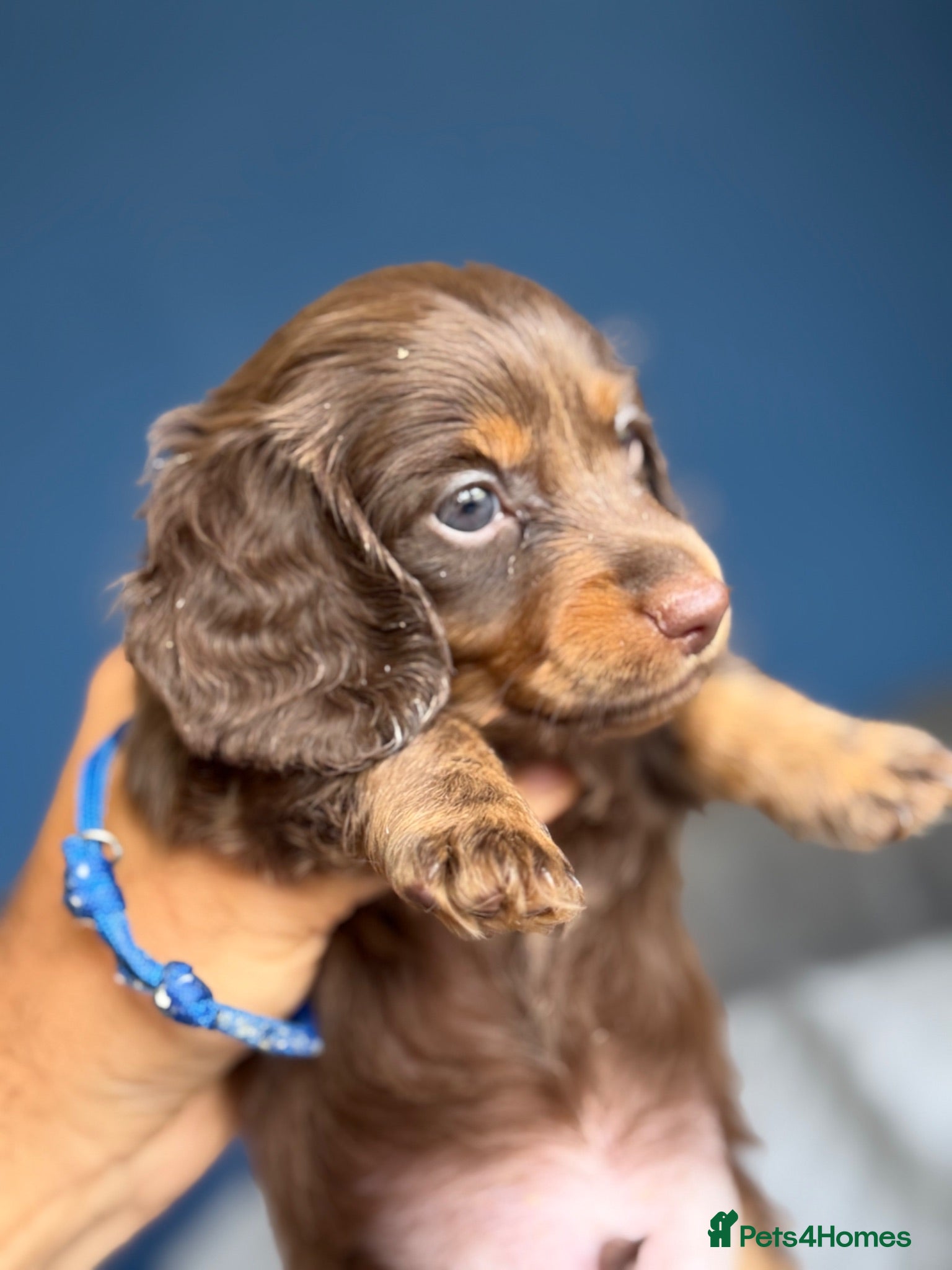 Miniature Dachshund dogs Miniature dachshund long haired-READY 15TH AUGUST  - Advert 3