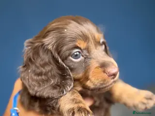 Miniature Dachshund dogs Miniature dachshund long haired-READY 15TH AUGUST - Advert 3