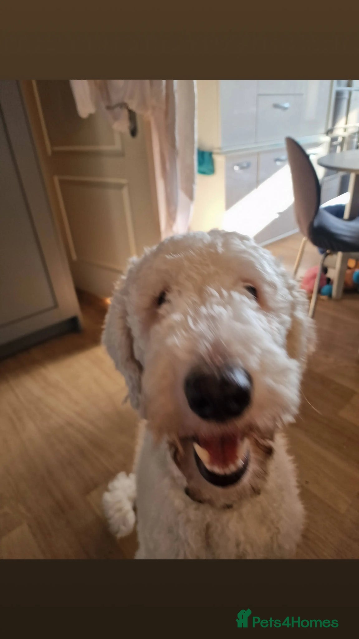 Standard Poodle dogs for stud: Standard White Poodle as stag - Advert 16