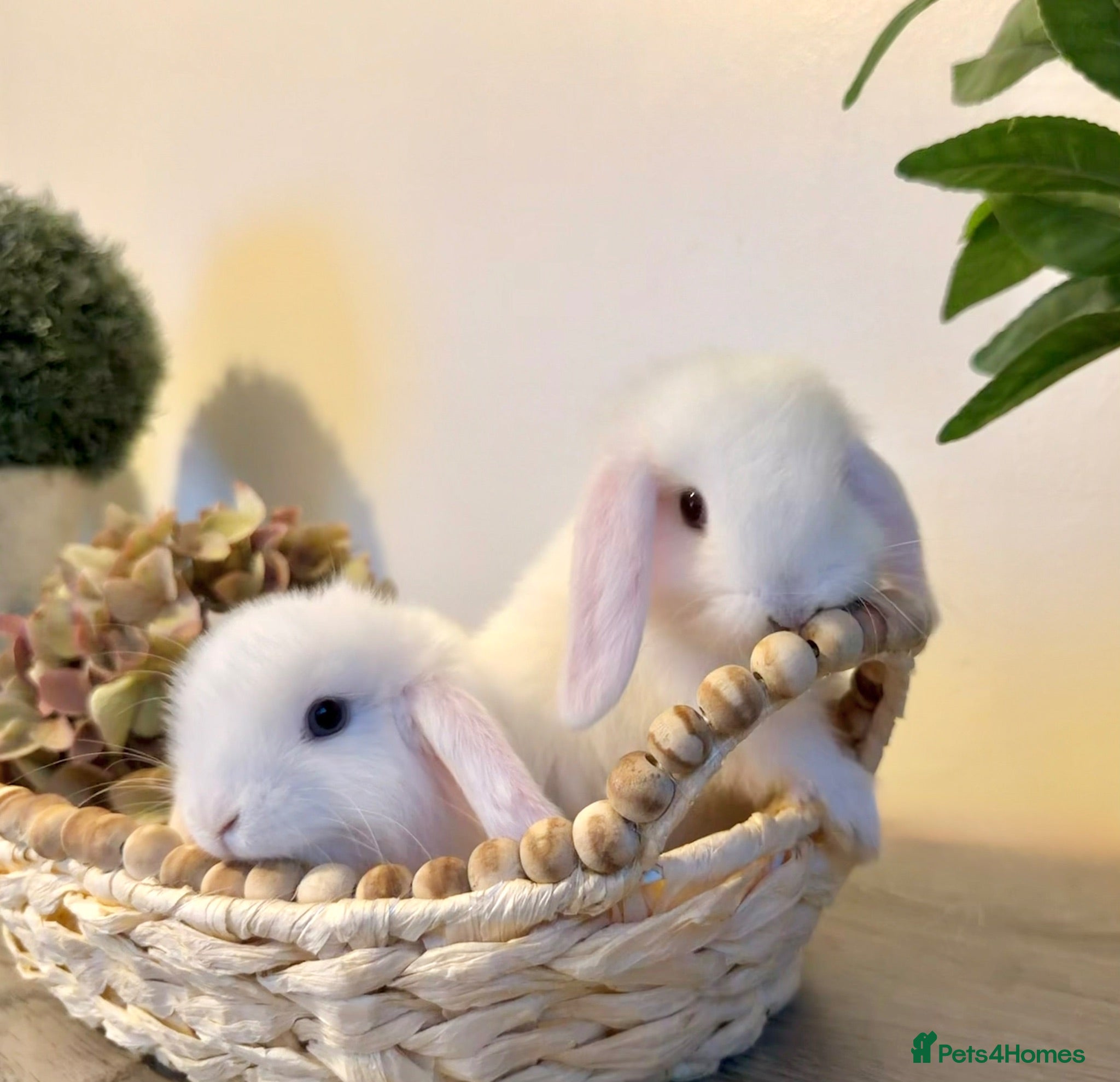Lionhead rabbits Minilop babies - Lilacs £110 white £80 - Advert 16