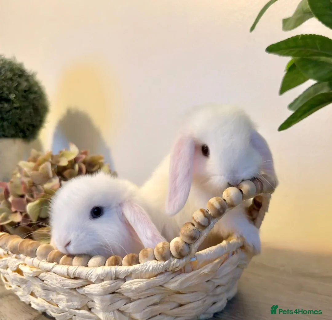 Lionhead rabbits for sale: Minilop babies - Lilacs £110 white £80 - Advert 1