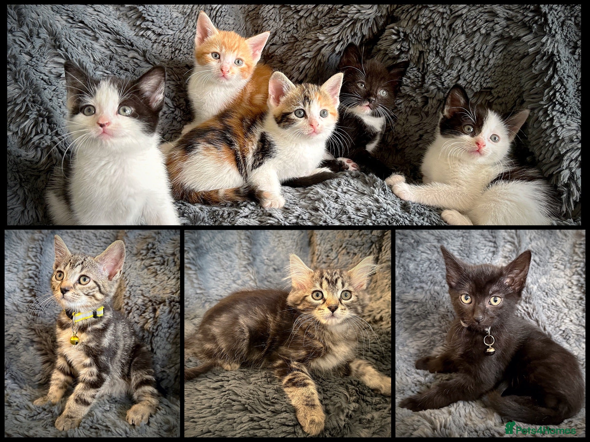 Mixed Breed cats for sale: 9 beautiful kittens looking for new homes  - Advert 1