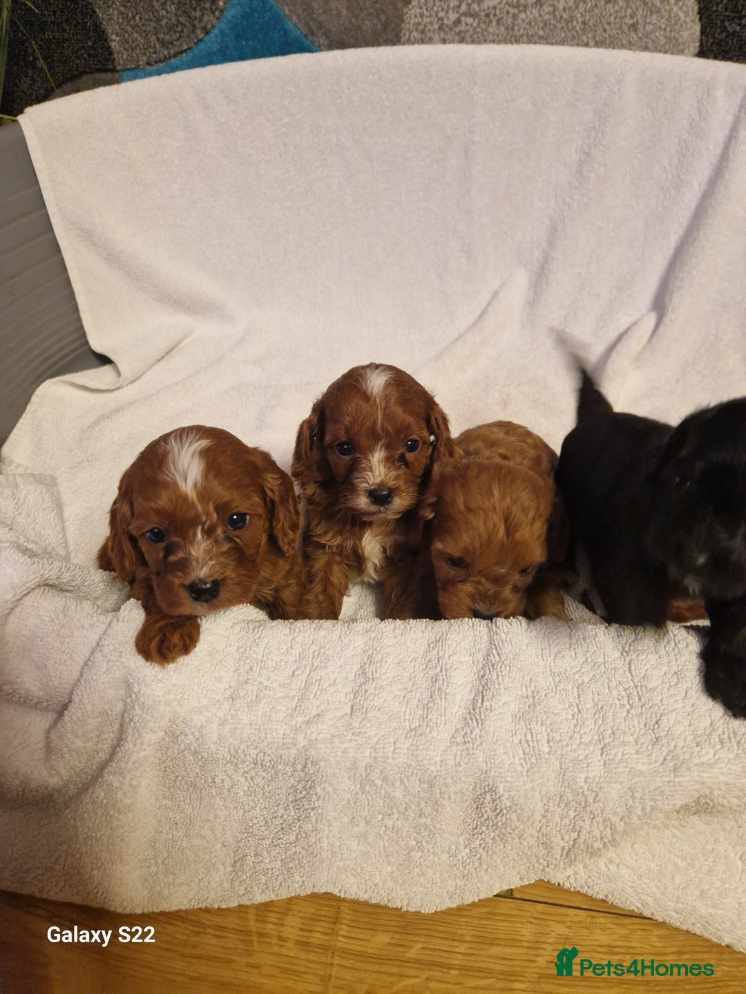 Cavapoo dogs for sale: Fox Red Cavapoo F1 Puppies  - Image 6