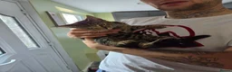 Mixed Breed cats for sale: Lovely female kitten for sale  - Advert 2