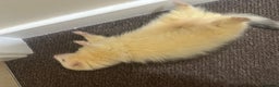 Ferret rodents for sale: 6 month old champagne colored ferret with  - Advert 3