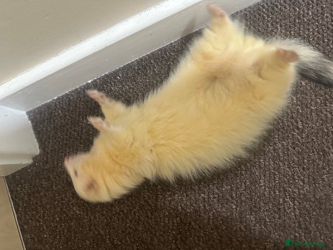 Ferret rodents for sale: 6 month old champagne colored ferret with  - Advert 3