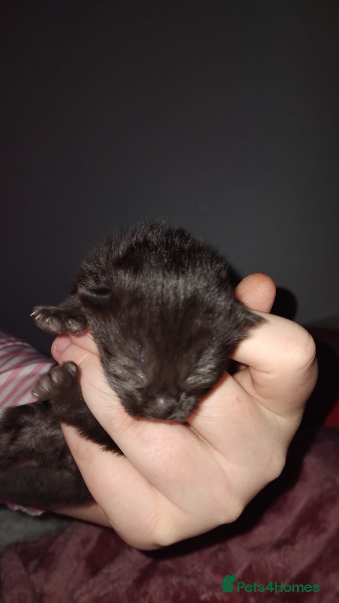 Maine Coon cats for sale: 3/4 maincoon kittens  - Advert 5