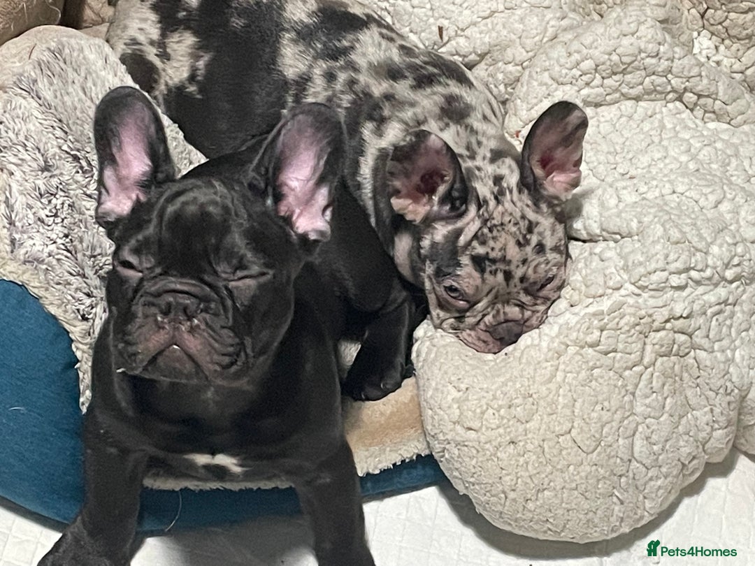 French Bulldog dogs for sale: Two boys left - Advert 2