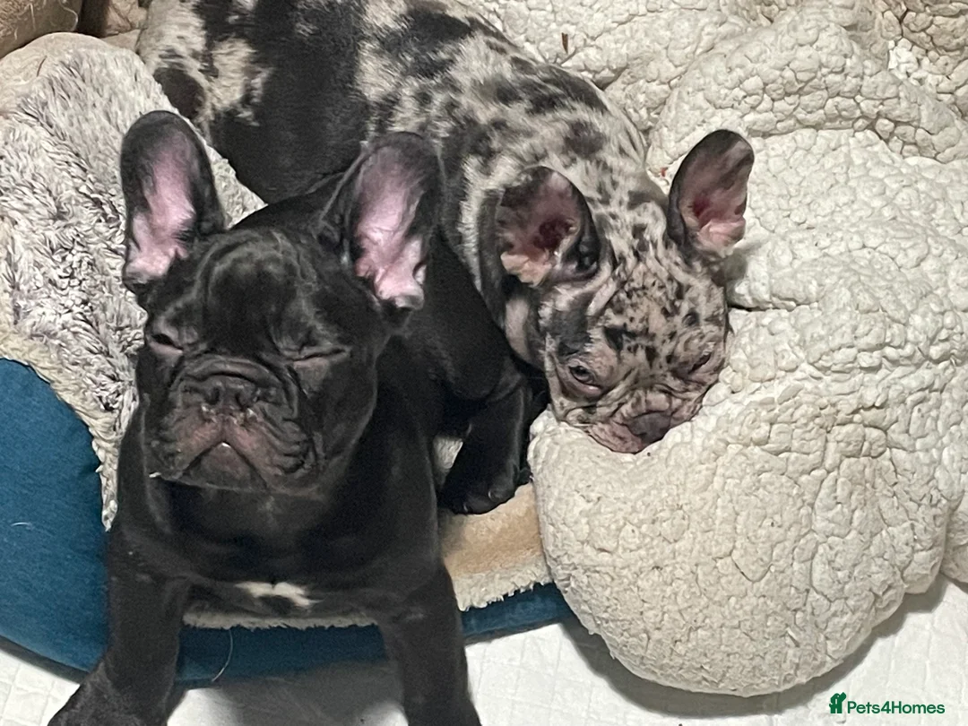 French Bulldog dogs for sale: Two boys left - Advert 2