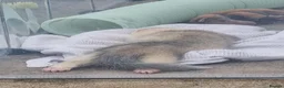 Ferret rodents for sale: Taco for rehoming - Advert 4