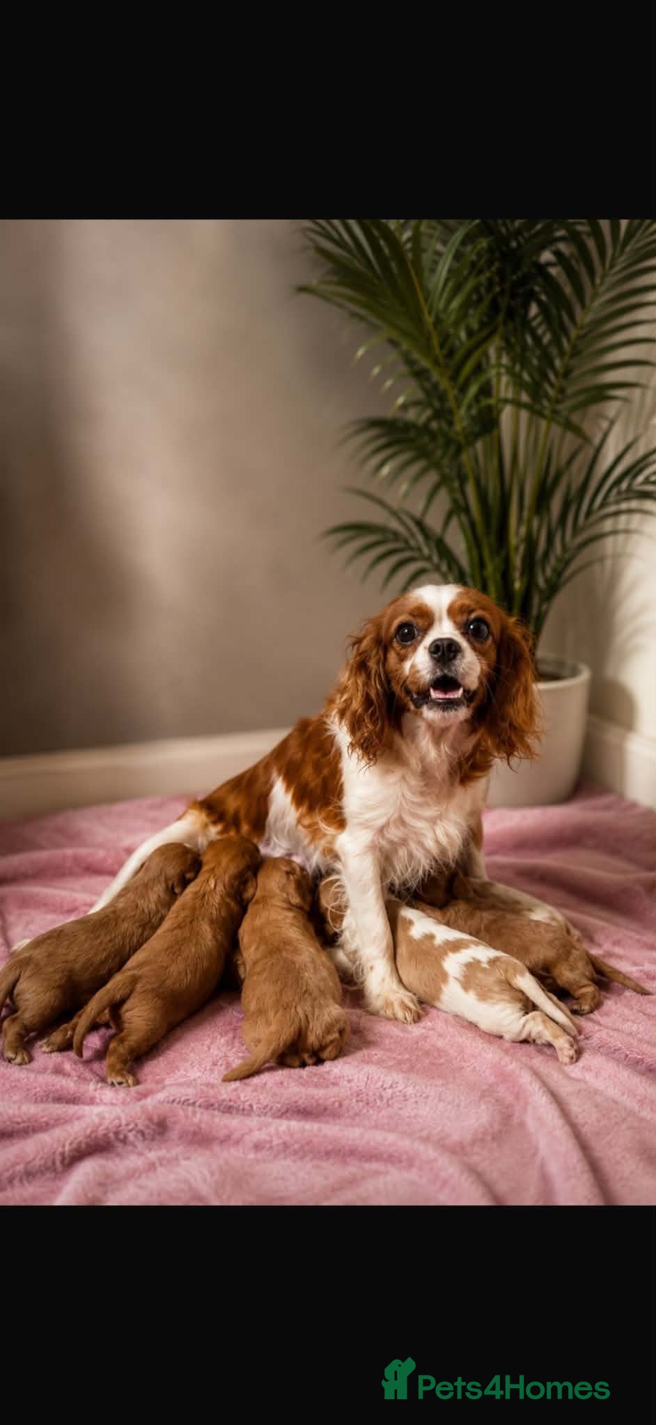 Cavalier King Charles Spaniel dogs Stunning litter of King Charles cavalier puppy’s  - Advert 17