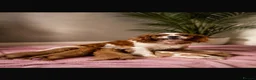 Cavalier King Charles Spaniel dogs for sale: Stunning litter of King Charles cavalier puppy’s  - Advert 1