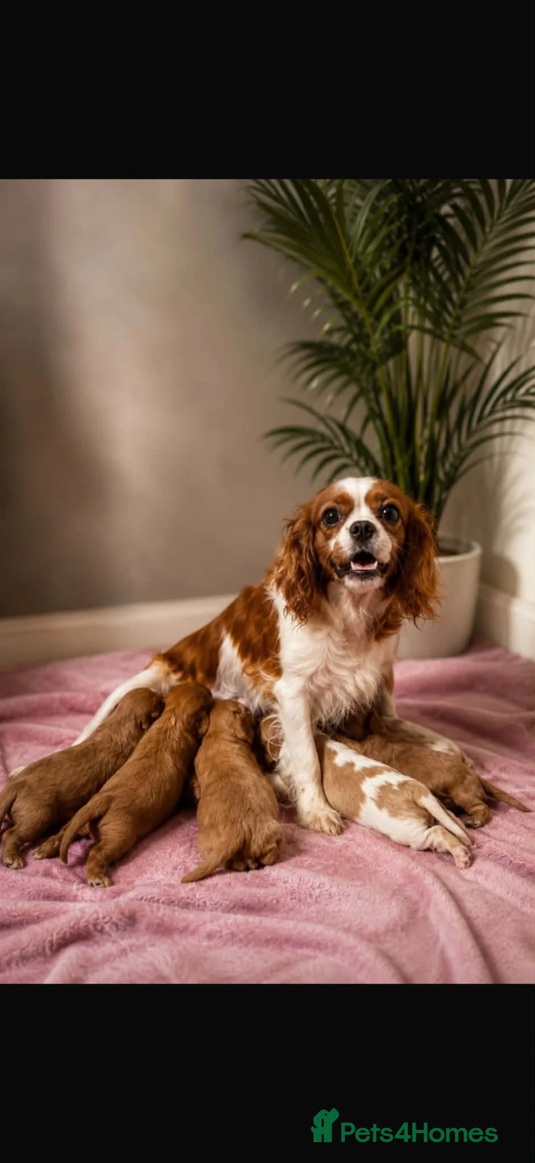 Cavalier King Charles Spaniel dogs for sale: Stunning litter of King Charles cavalier puppy’s  - Advert 1