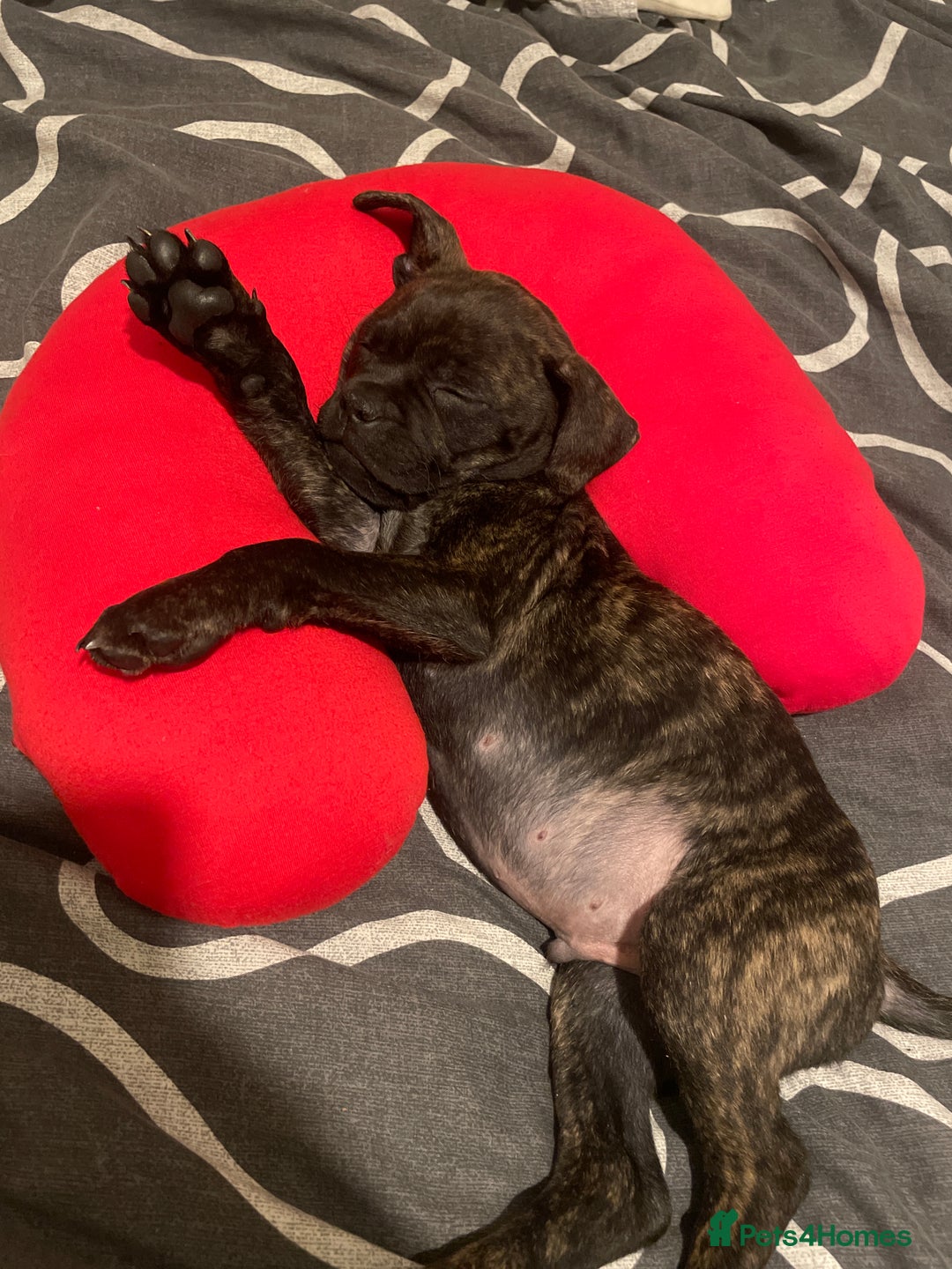 Mixed Breed dogs for sale: 8 and half weeks old puppy Staffi cross with pug  - Image 1