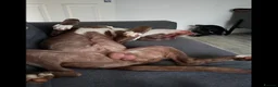Mixed Breed dogs for sale: Staffordshire bull terrier cross - Advert 9