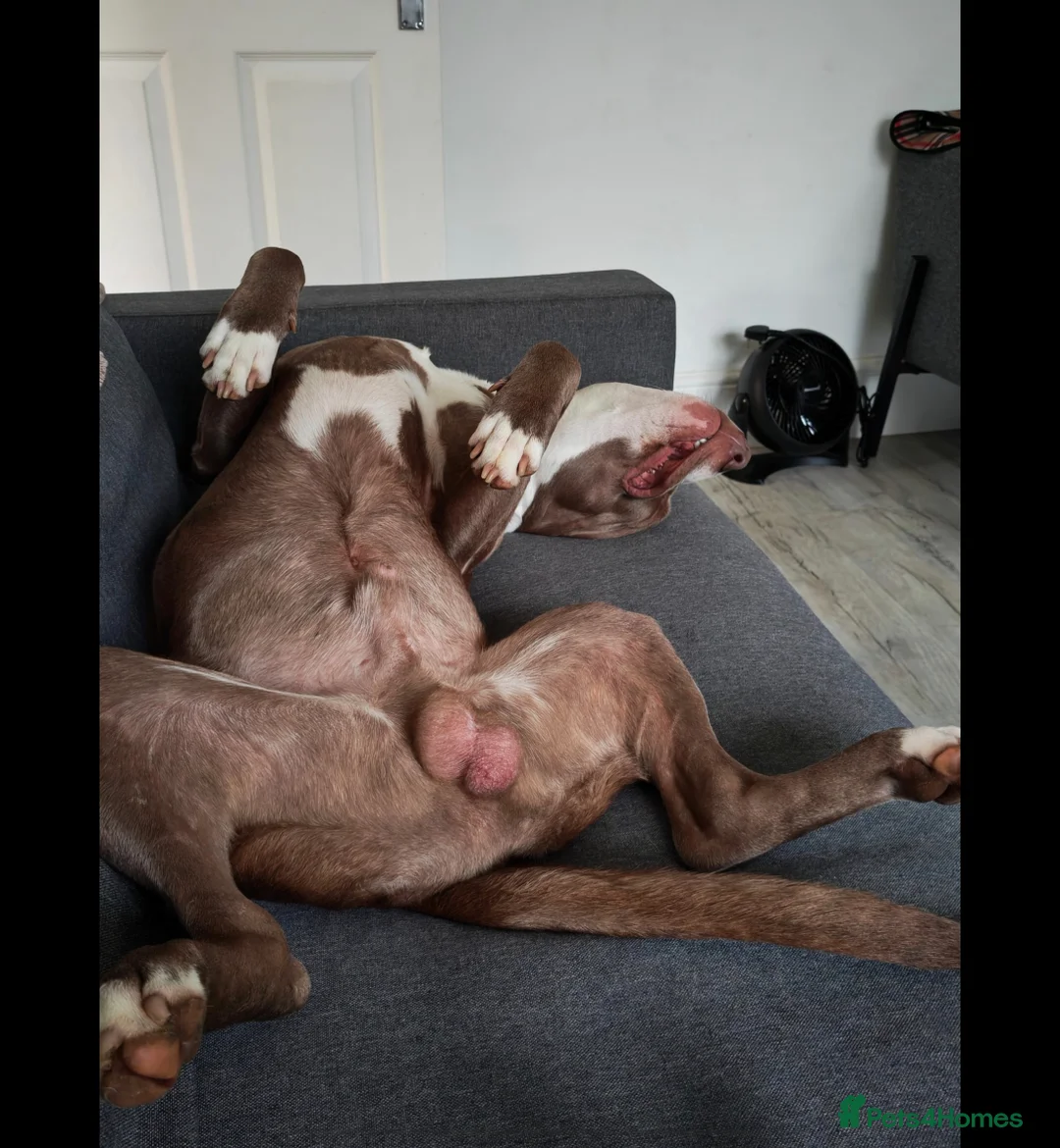 Mixed Breed dogs for sale: Staffordshire bull terrier cross - Advert 9