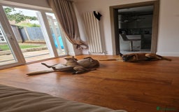 Belgian Shepherd Dog dogs for sale: Malinois Puppy for Sale - Pure, Healthy, KC Regist - Image 16
