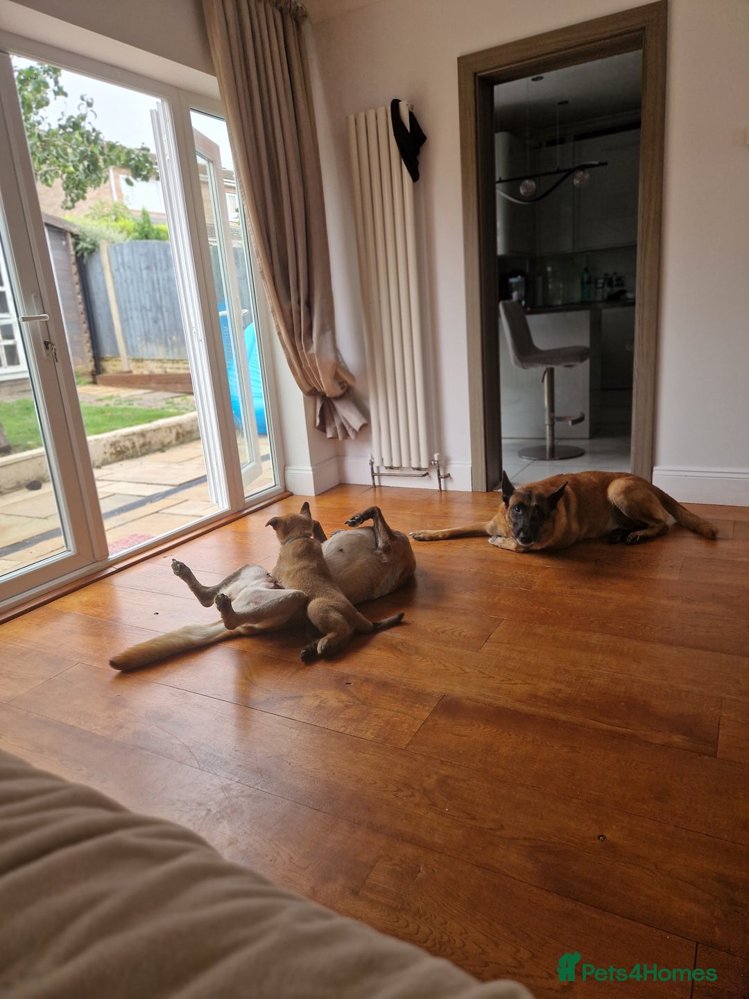 Belgian Shepherd Dog dogs for sale: Malinois Puppy for Sale - Pure, Healthy, KC Regist - Image 16