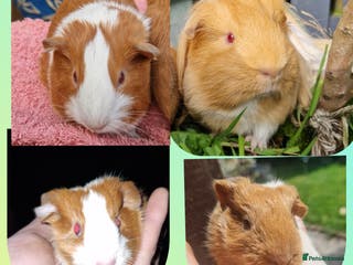 Guinea Pig rodents Father and son duel ready on 11th feb 26 - Advert 1