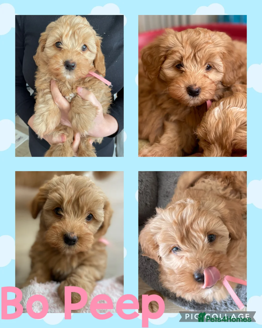 Havapoo dogs for sale: READY NOW Gorgeous Rare Havapoo 3 LEFT  - Advert 2