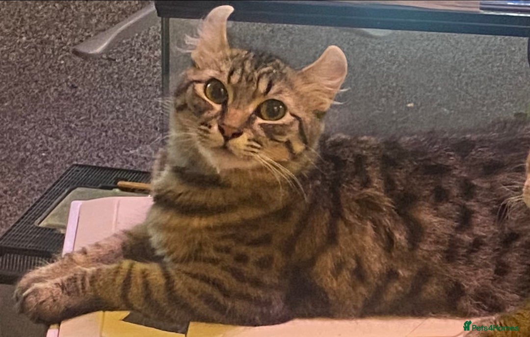 Mixed Breed cats for sale: Sphynx mixed with American curl - Advert 2