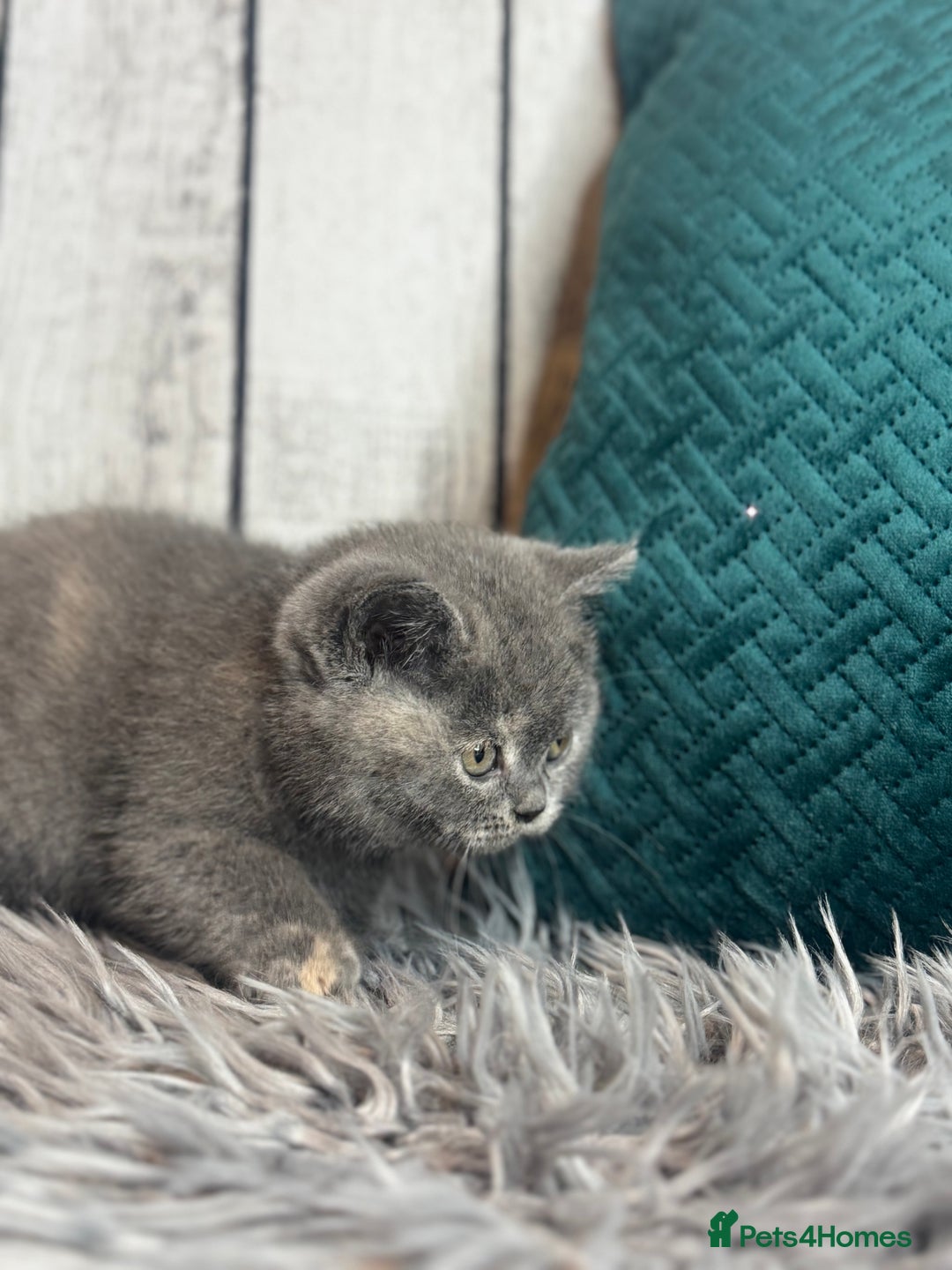 British Shorthair cats for sale: British Shorthair Kittens blue tortie  - Advert 16
