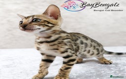 Bengal cats for sale: Champion line Superb Bengal Kittens  - Image 16