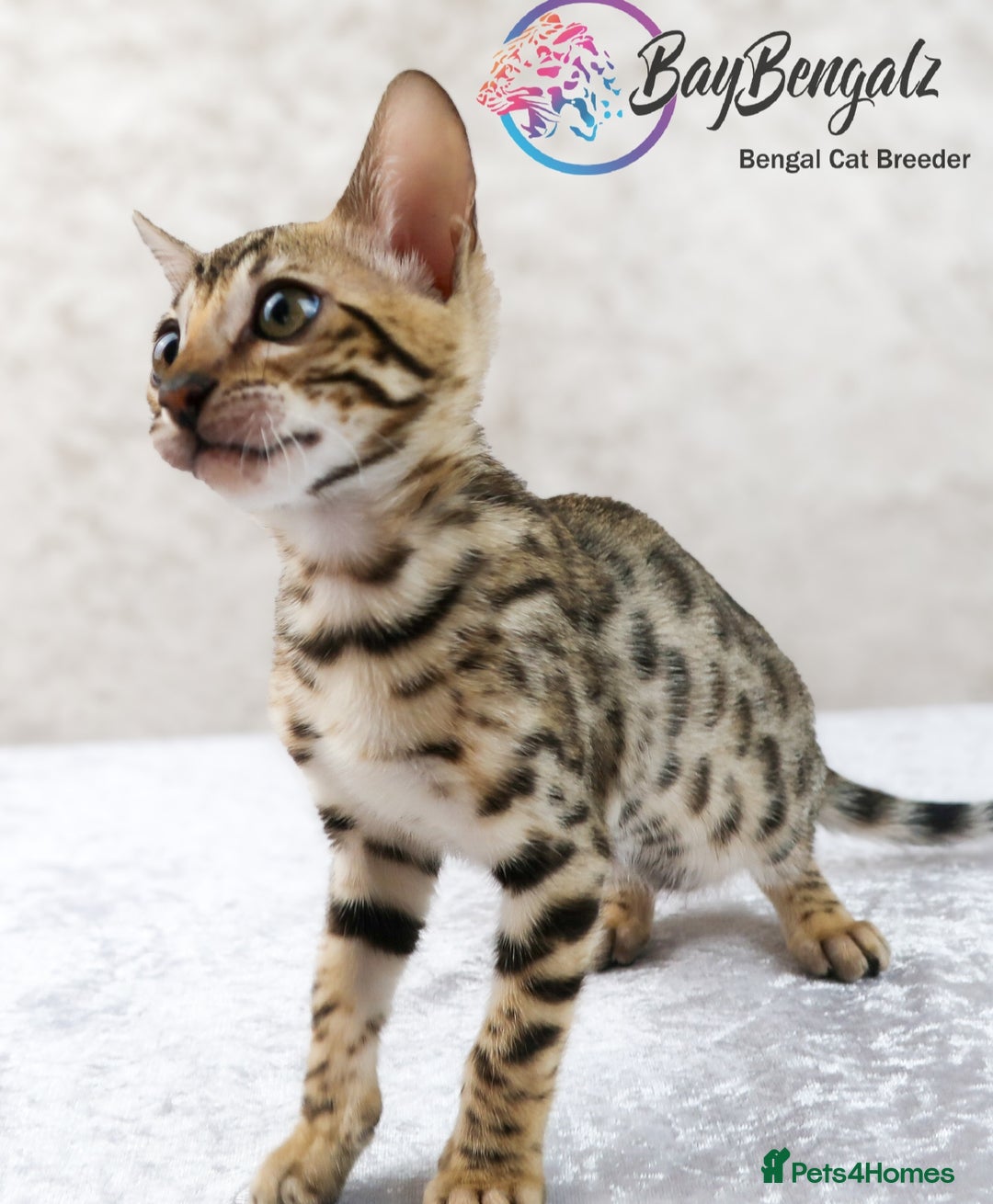 Bengal cats for sale: Champion line Superb Bengal Kittens  - Image 16
