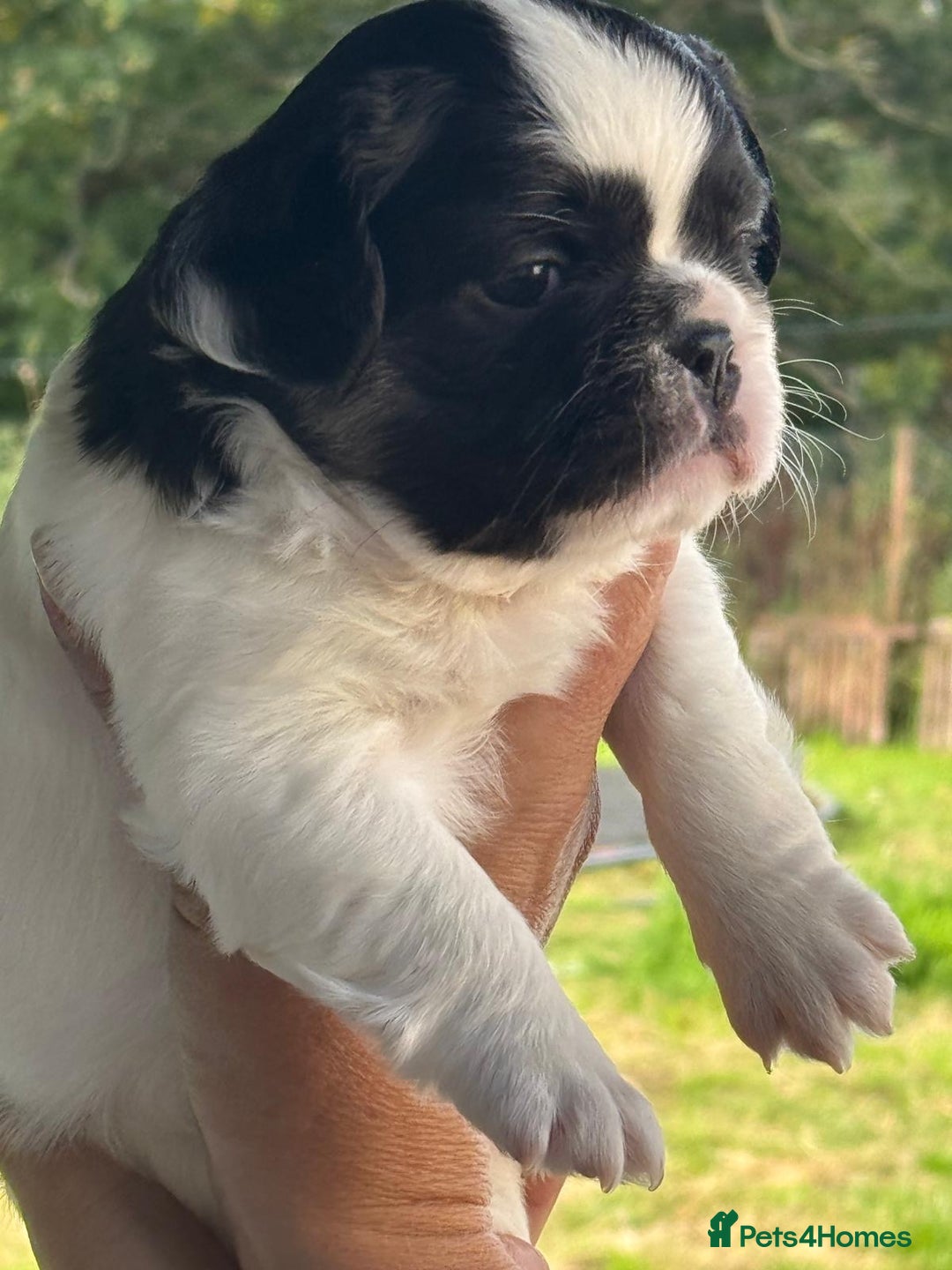 French Bulldog dogs for sale: *Fluffy Frenchie Pups* - Advert 14