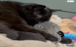 British Shorthair cats for sale: Full BSH kittens ready to leave now, 14 weeks old - Image 11