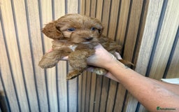 Cockapoo dogs for sale: Beautiful F2 Cockapoo Puppies - Image 15