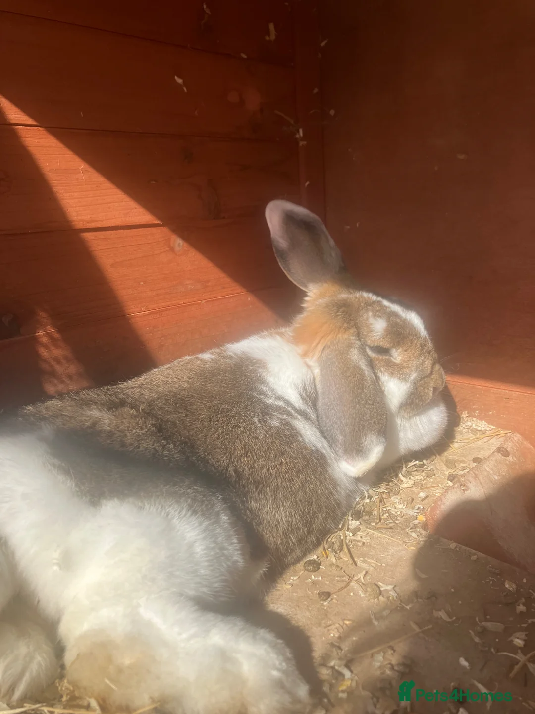 Mini Lop rabbits for sale: Lovley kind mini lop girl for rehoming  - Advert 5