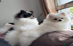 Pomeranian dogs for sale: Cute Pomeranian Puppies Looking for loving home - Image 21