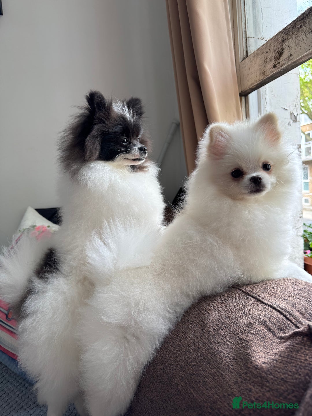 Pomeranian dogs for sale: Cute Pomeranian Puppies Looking for loving home - Image 21