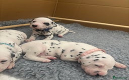 Dalmatian dogs for sale: 6 Beautiful Chunky Dalmatians born 27/5/25 in Stafford - Image 24