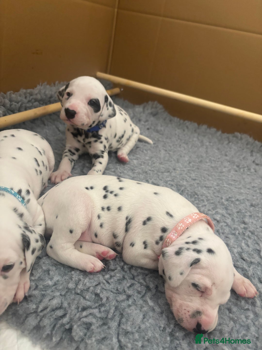 Dalmatian dogs for sale: 6 Beautiful Chunky Dalmatians born 27/5/25 in Stafford - Image 24