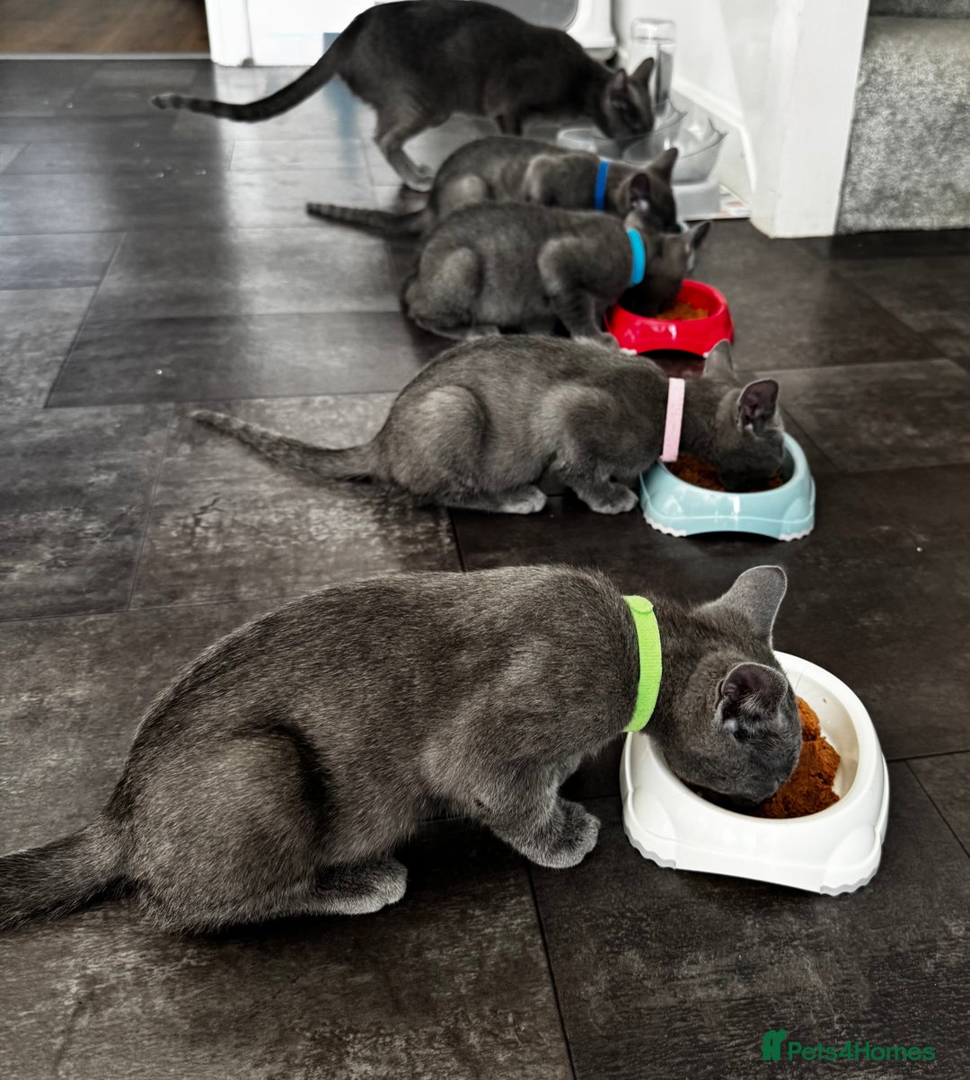 Russian Blue cats for sale: 🩵GCCF Registered Russian Blue kittens 🩵 - Image 17