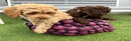 Cockapoo dogs for sale: Toy Cockapoo puppies READY NOW! - Advert 11