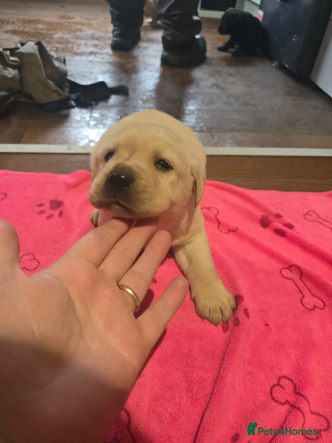 Labrador Retriever dogs for sale: Kennel club registered labrador retriever pups - Advert 1