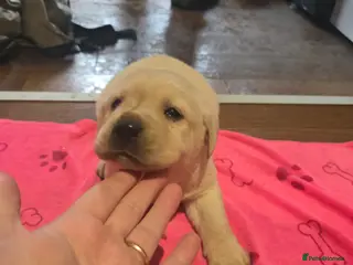 Labrador Retriever dogs Kennel club registered labrador retriever pups - Advert 2