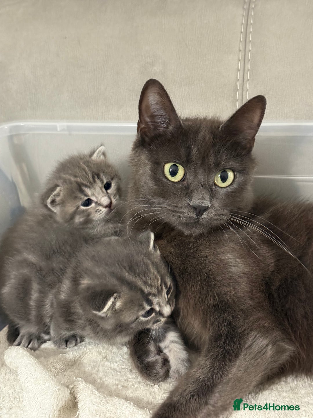 Mixed Breed cats for sale: Mixed grey tabby & British short hair male  - Advert 6