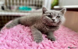 British Longhair cats for sale: British Blue Boys Available x 3 - Image 3
