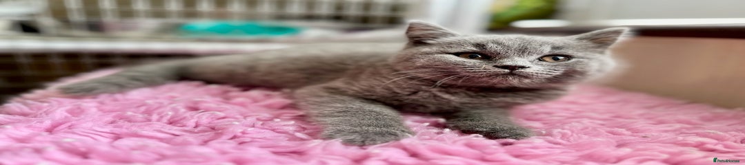 British Shorthair Kitten 3