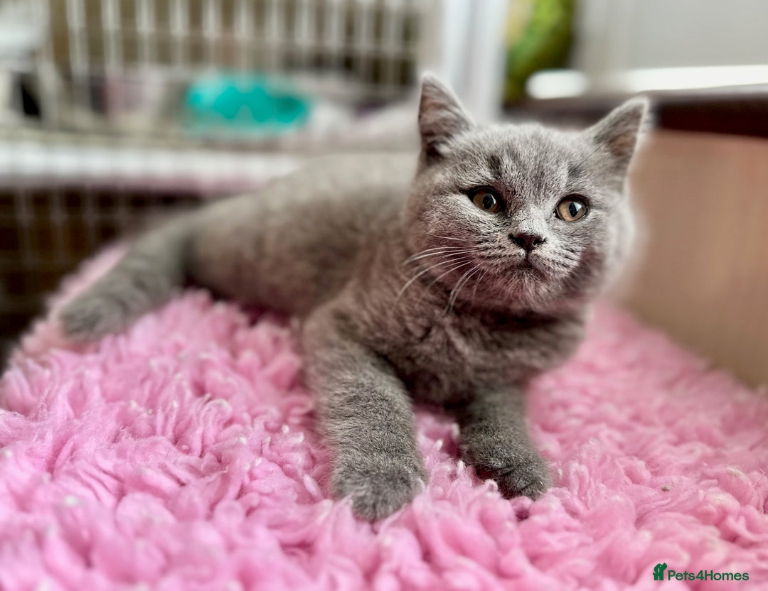 British Longhair cats for sale: British Blue Boys Available x 3 - Image 3