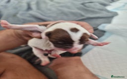 Mixed Breed dogs for sale: Cockerbull - Image 17