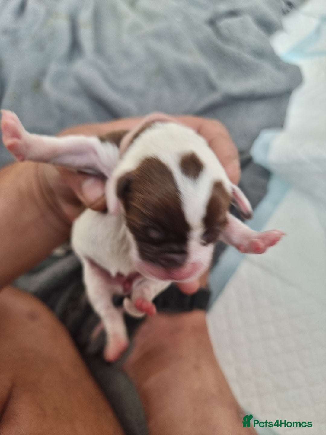 Mixed Breed dogs for sale: Cockerbull - Image 17