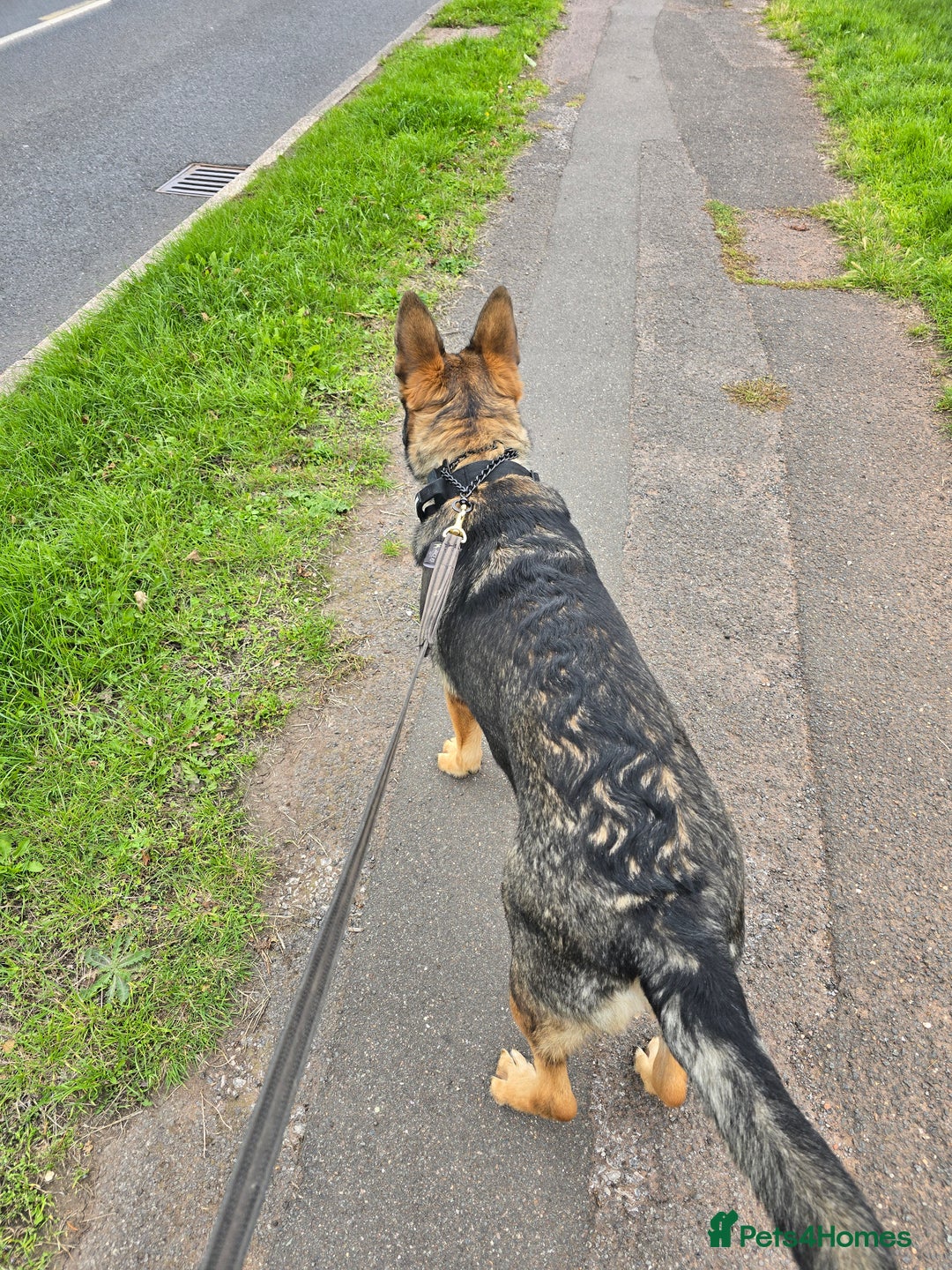 German Shepherd dogs for sale: Guard dog  - Advert 2