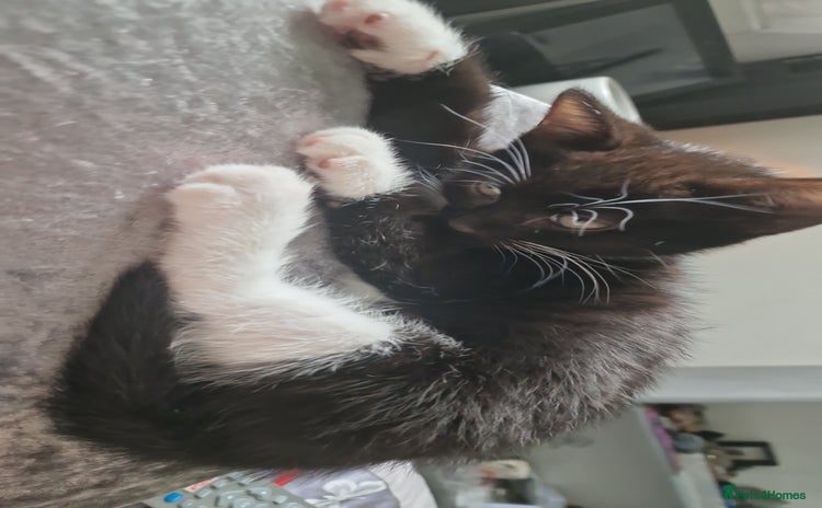 Mixed Breed cats - Advert 19