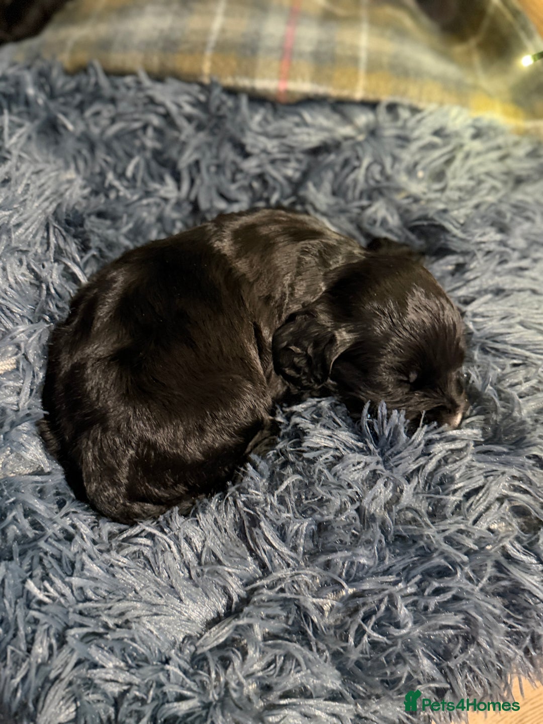 Cocker Spaniel dogs for sale: Cocker Spaniel Merle Puppies  - Advert 14