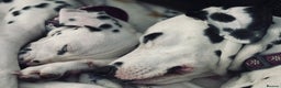 Dalmatian dogs for sale: KC Female Dalmatian  - Advert 12